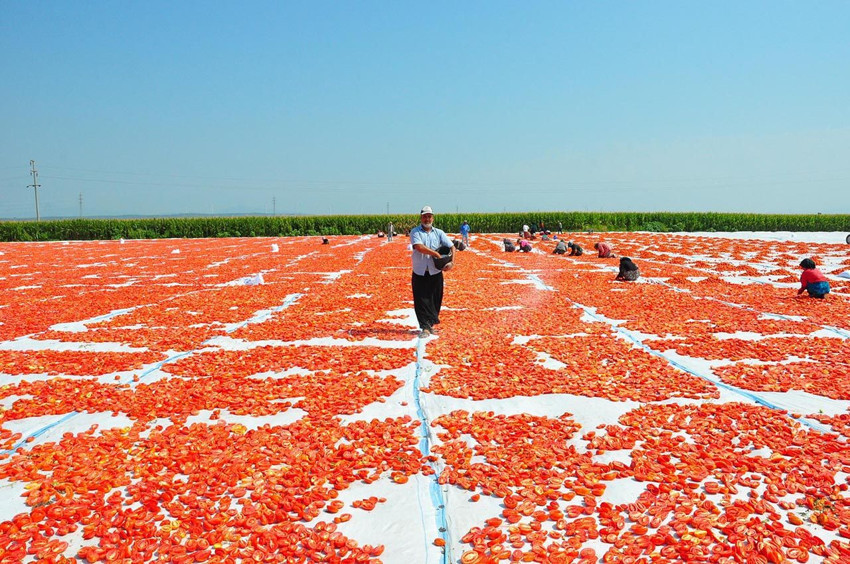 Manisa'dan dünya sofralarına: Güneşte kurutulup, 34 ülkeye ihraç ediliyor - Resim: 4