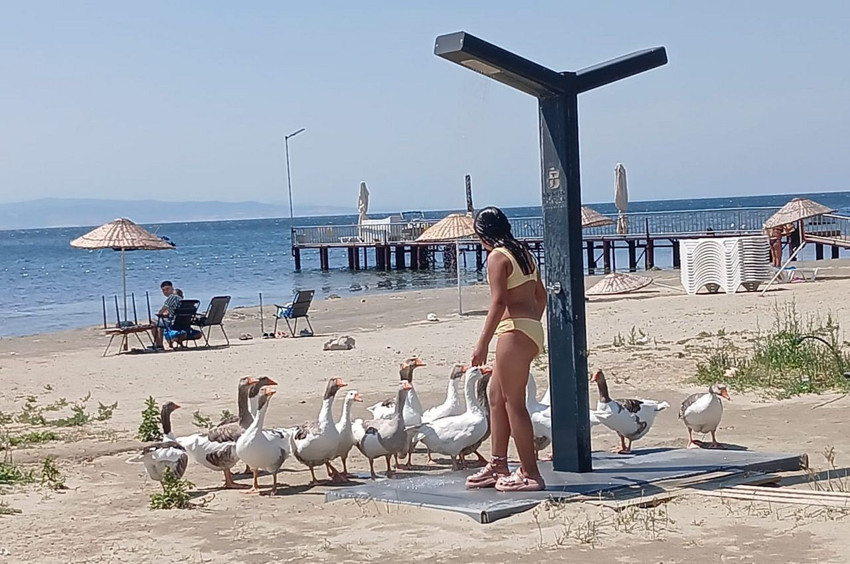 Balıkesir'in şartı tahliyeden faydalanan kazları tatilcilerin plaj arkadaşı oldu - Resim: 1