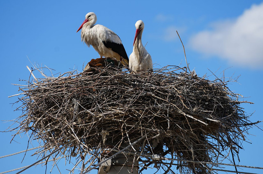 Yaren ve Nazlı'nın ardından Rüzgar ve Nergis de bir kez daha Türkiye'ye geri döndü! - Resim: 4