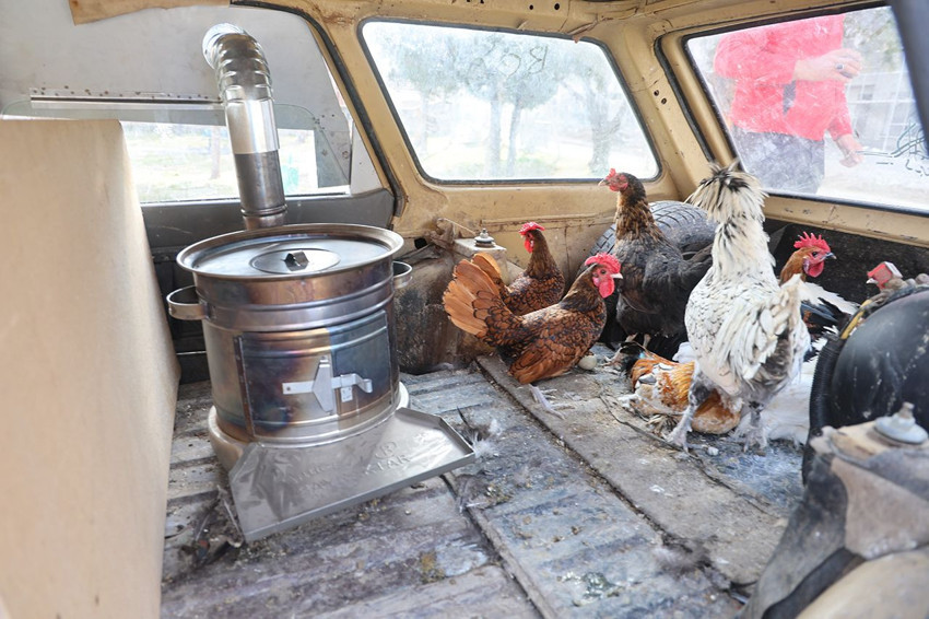 İşte Türkiye'nin ''gerçekten'' gezen tavukları... Ama arabayla geziyorlar! - Resim: 2