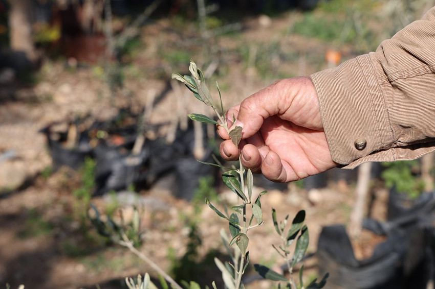 Adanalı karı-kocadan zeytin üretiminde her şeyi değiştirecek adım - Resim: 3
