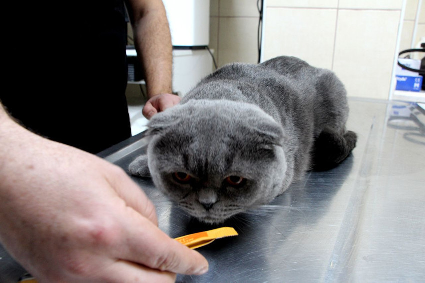 Adana'da 6 milyonda 1 görülen vaka: Bu miniğin çift cinsiyeti olduğu ortaya çıktı - Resim: 3