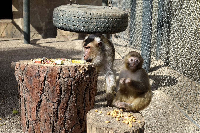 Türkiye'nin talihsiz ''Fıstık''ı yeni ailesine kavuştu - Resim: 4