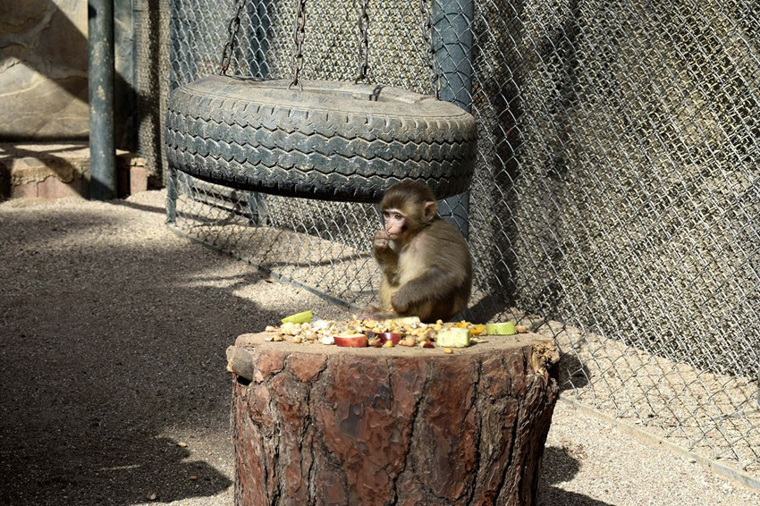 Türkiye'nin talihsiz ''Fıstık''ı yeni ailesine kavuştu - Resim: 1