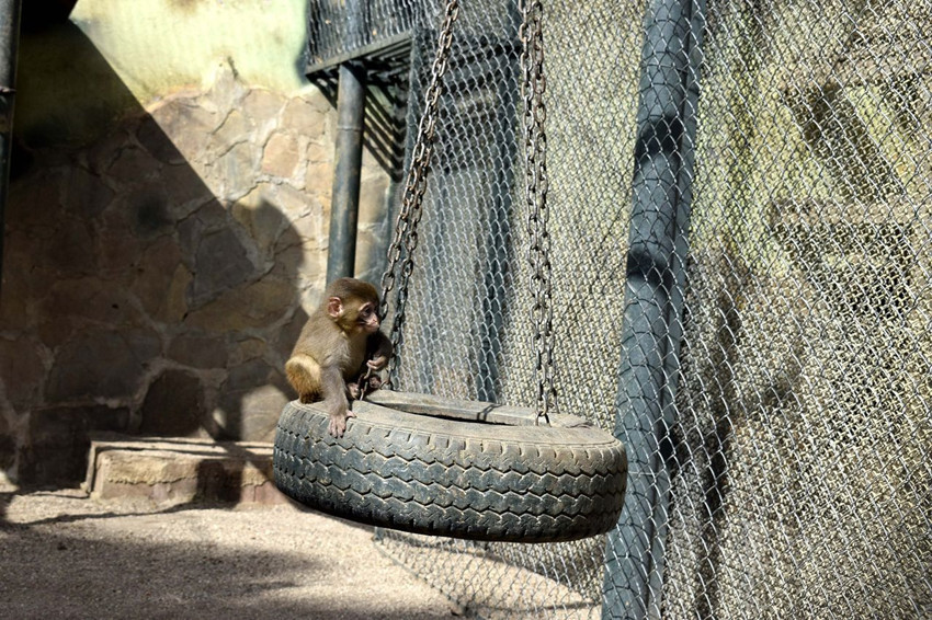 Türkiye'nin talihsiz ''Fıstık''ı yeni ailesine kavuştu - Resim: 3