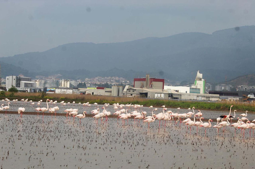 Söke Ovası'nın pembe misafirleri görenleri hayran bıraktı - Resim: 3