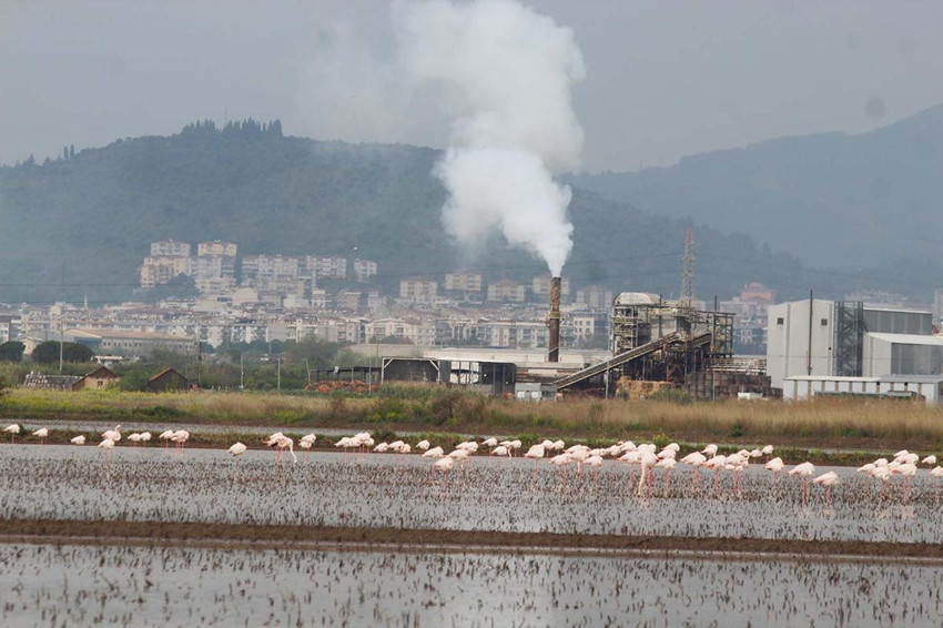 Söke Ovası'nın pembe misafirleri görenleri hayran bıraktı - Resim: 4