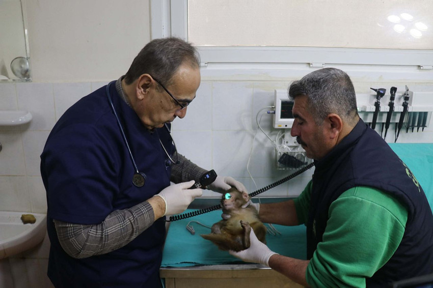 Sınır kapısında 2 maymun ölmek üzereyken bulundu - Resim: 4