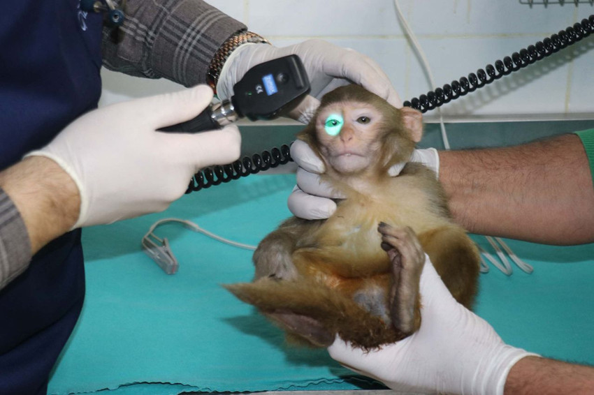 Sınır kapısında 2 maymun ölmek üzereyken bulundu - Resim: 1