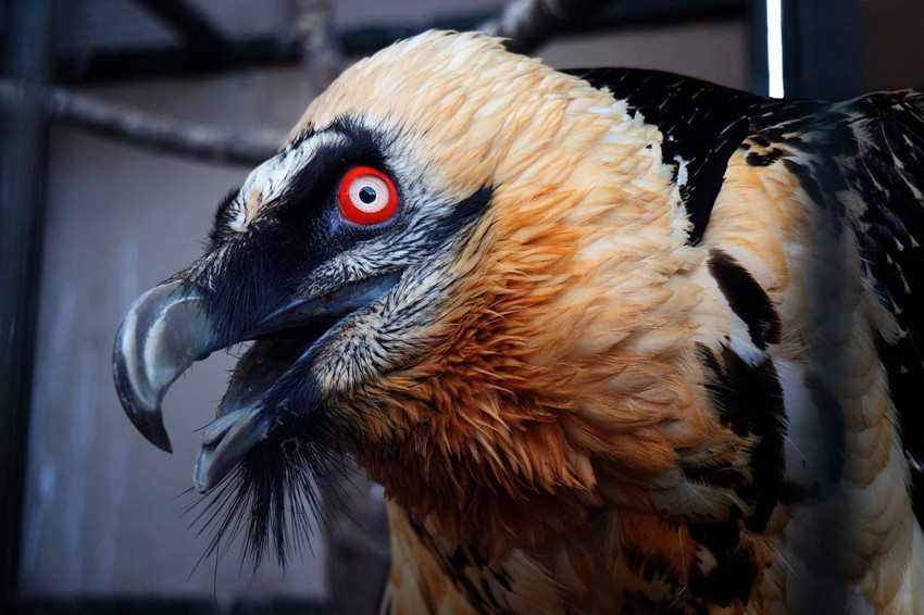 Türkiye'de nadir görülüyor: Artvin'de bulundu, Sakarya'da hayvanat bahçesine konuldu - Resim: 1