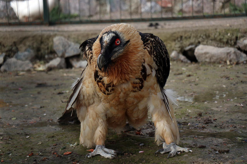 Türkiye'de nadir görülüyor: Artvin'de bulundu, Sakarya'da hayvanat bahçesine konuldu - Resim: 2