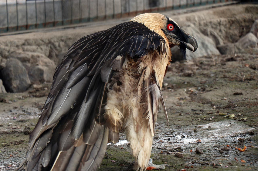 Türkiye'de nadir görülüyor: Artvin'de bulundu, Sakarya'da hayvanat bahçesine konuldu - Resim: 3
