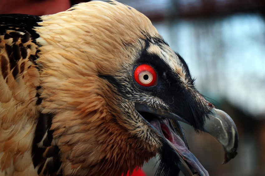 Türkiye'de nadir görülüyor: Artvin'de bulundu, Sakarya'da hayvanat bahçesine konuldu - Resim: 4
