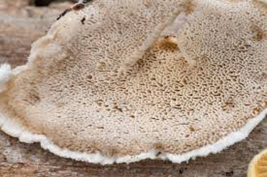 Bilim insanları dünyanın en acı maddesini buldu - Resim: 1