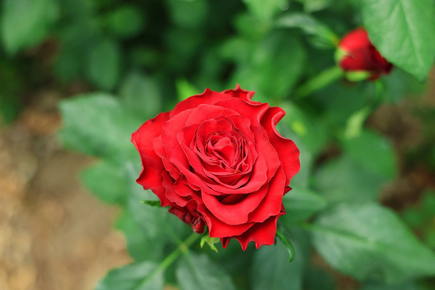 Bahçelerde 5 TL, online çiçek sitelerinde ise 100 TL... - Resim: 3