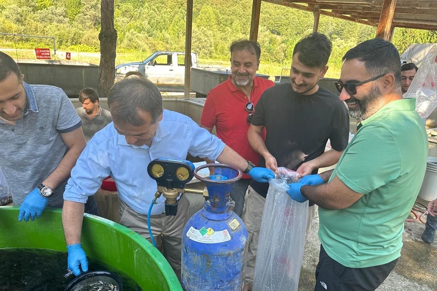 Sadece 1 yılda üretildiler.. Bolu'nın 5,2 milyon miniği akarsularla buluştu... - Resim: 2