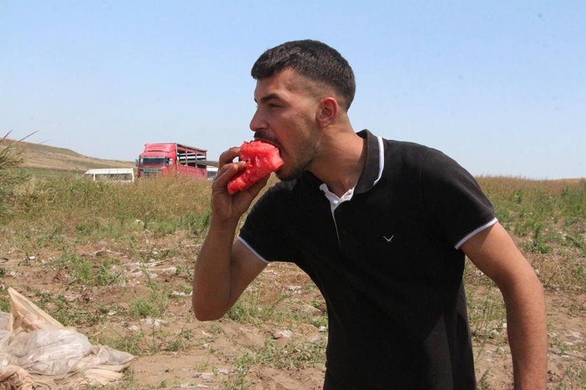 Adana karpuzunda hasat başladı! İşte fiyatı... - Resim: 4