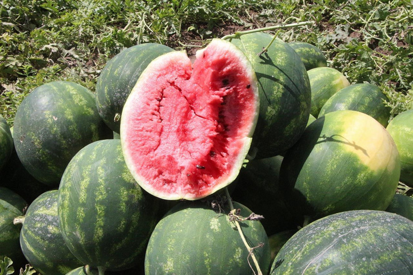 Adana karpuzunda hasat başladı! İşte fiyatı... - Resim: 2