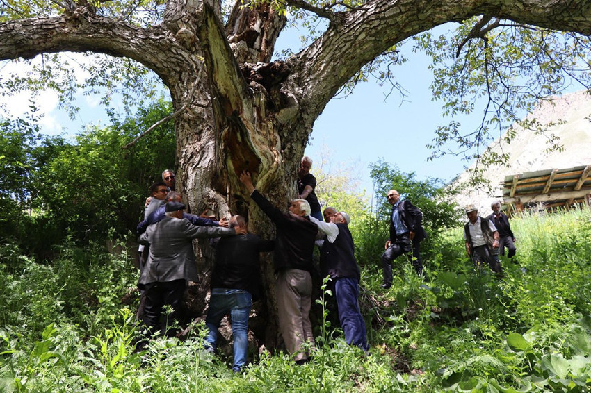 Türkiye'nin 350 yıllık İmam Ağacı'nı gören gözlerine inanamıyor - Resim: 1