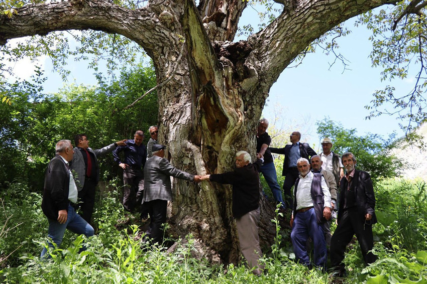 Türkiye'nin 350 yıllık İmam Ağacı'nı gören gözlerine inanamıyor - Resim: 2