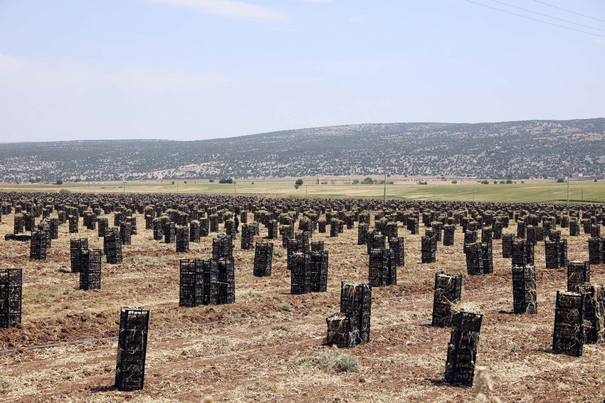 Türkiye'nin tarlada 70 TL, pazarda 200 TL' olan özel lezzeti için binlerce tarım işçisi tarlaya indi - Resim: 2