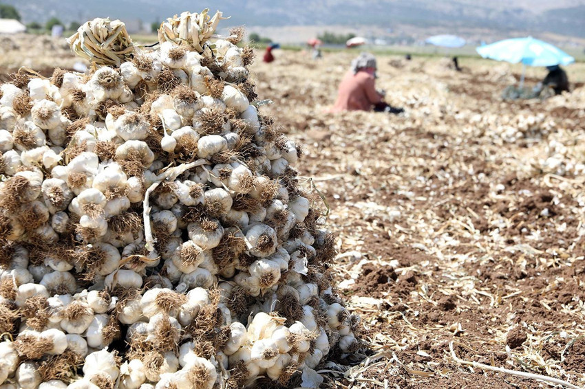 Türkiye'nin tarlada 70 TL, pazarda 200 TL' olan özel lezzeti için binlerce tarım işçisi tarlaya indi - Resim: 1