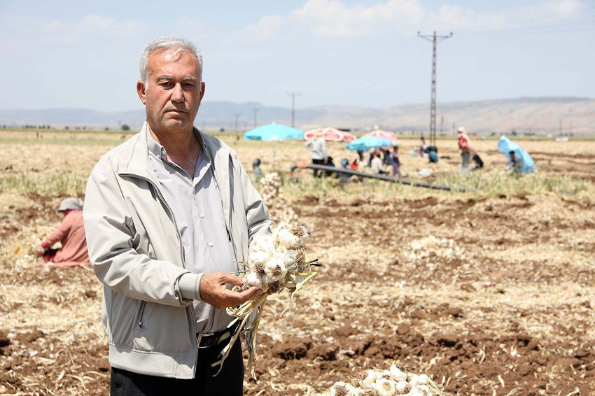 Türkiye'nin tarlada 70 TL, pazarda 200 TL' olan özel lezzeti için binlerce tarım işçisi tarlaya indi - Resim: 3