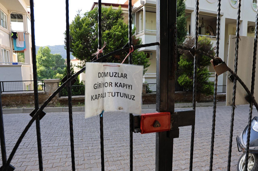 Evlerine ev yapılınca şehrin ortasında kalan domuzlar mezarlara saldırdı - Resim: 2