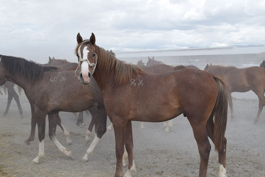 Türkiye'nin milyonluk tayları 4 nala rekor fiyata koşuyor - Resim: 4