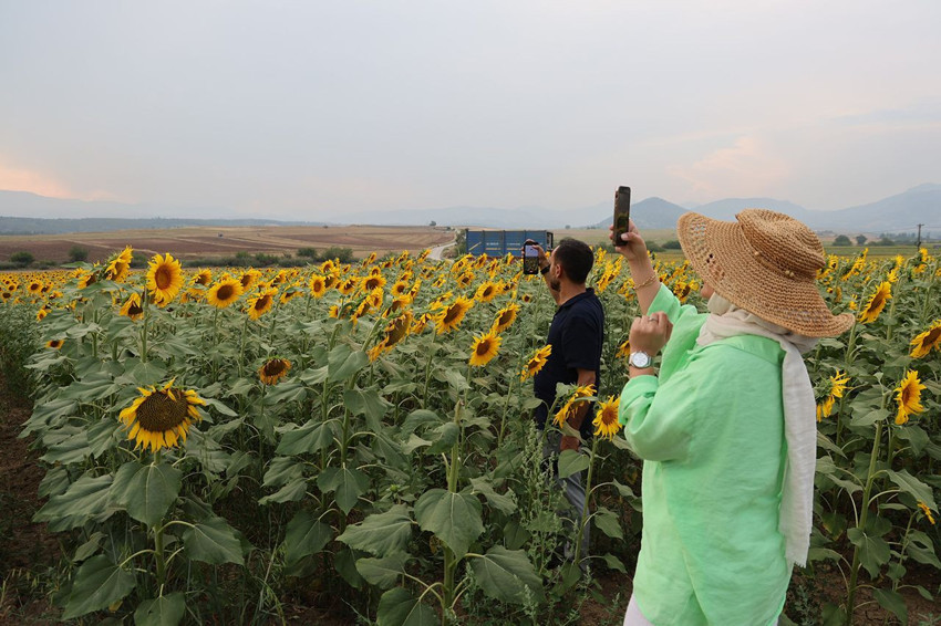 Türkiye'nin sapsarı tarlaları sosyal medyada ''selfie tarlası'' haline geldi - Resim: 1
