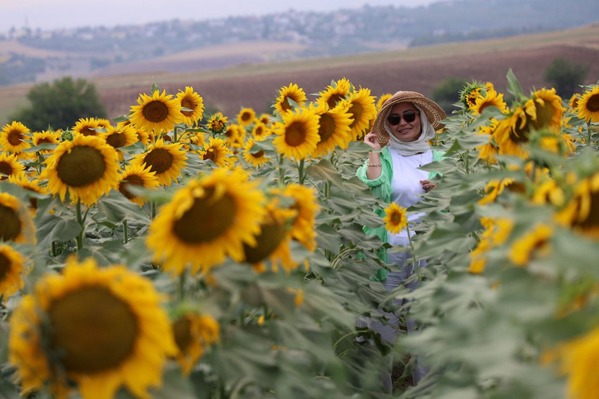 Türkiye'nin sapsarı tarlaları sosyal medyada ''selfie tarlası'' haline geldi - Resim: 2