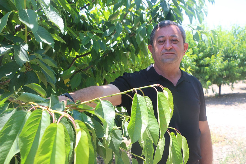 Kiraz üretiminde büyük kaos: Her yıl 20 bin ton hasat yapılıyordu... Bu sene 1 gram bile yapılamadı - Resim: 3