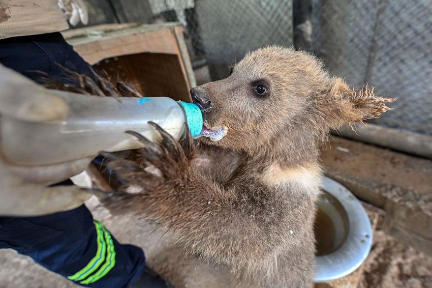 Bu da Türkiye'nin hayvanlar anaokulu: Lemur, geyik, zebra, tay ve 2 minik ayı yavrusu... - Resim: 3
