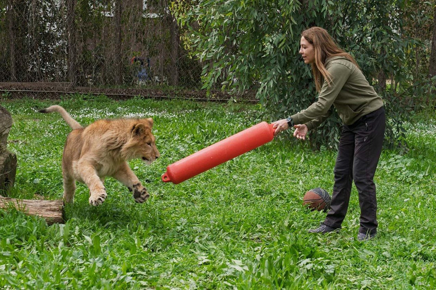 Doğal yaşam parkında aslan saldırısına uğrayan ''Pars'' öldü - Resim: 3