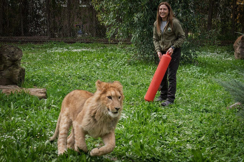 Doğal yaşam parkında aslan saldırısına uğrayan ''Pars'' öldü - Resim: 4
