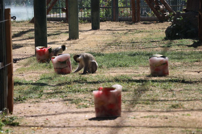 Türkiye'nin maymunları aşırı sıcaklarda çok özel ''kokteyl'' mönüsü ile serinliyor - Resim: 4