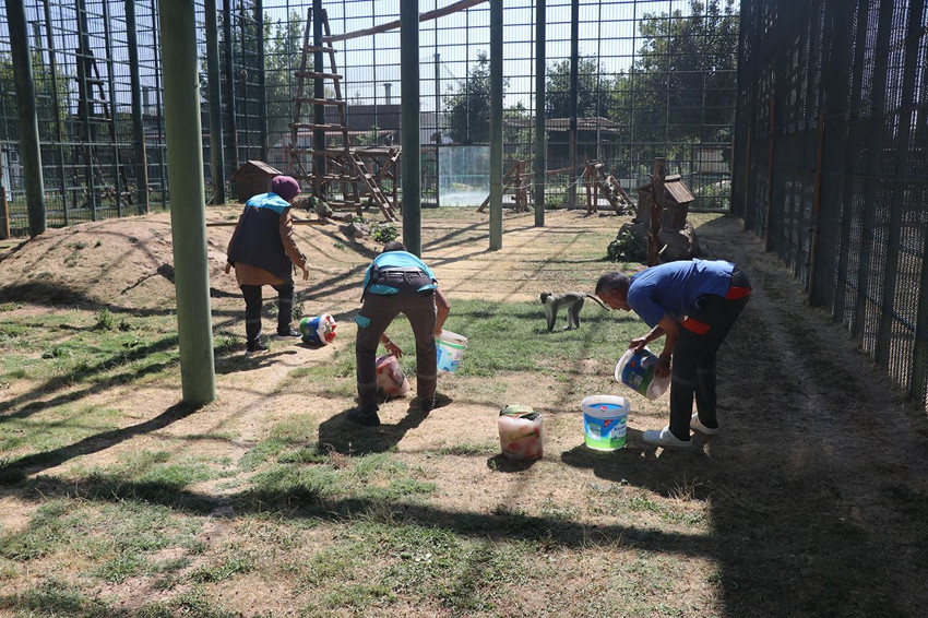 Türkiye'nin maymunları aşırı sıcaklarda çok özel ''kokteyl'' mönüsü ile serinliyor - Resim: 3
