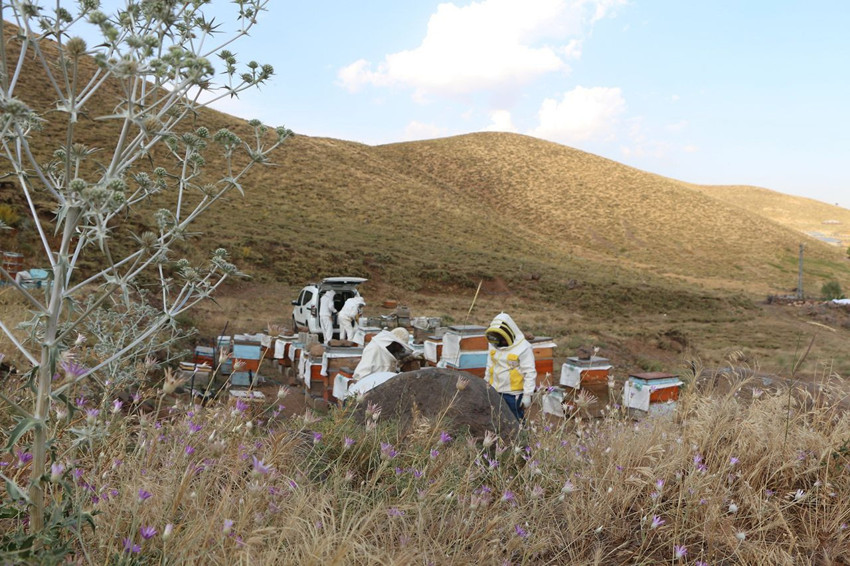 Türkiye'nin AB tescilli şifa kaynağında sağım başladı - Resim: 3