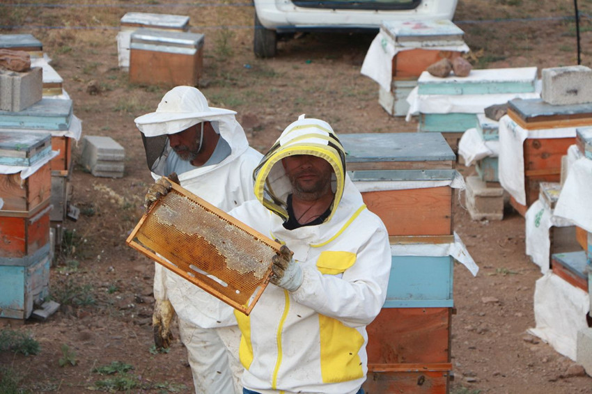 Türkiye'nin AB tescilli şifa kaynağında sağım başladı - Resim: 4
