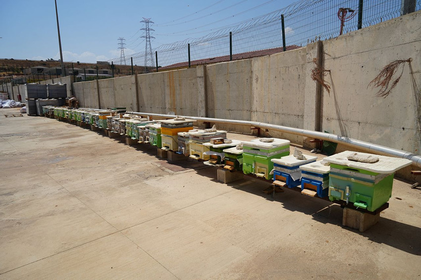 Türkiye'de alternatif tıpta çığır açıldı: Bu sıradışı tedavinin adı apiterapi - Resim: 3