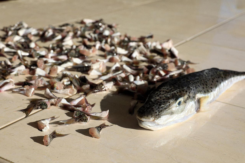 Benekli balon balığında destek tutarı artırıldı - Resim: 4