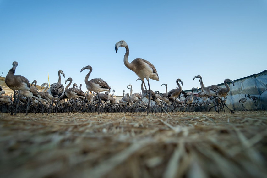 Türkiye'nin en sevimli göçmenleri geri döndü: Renk cümbüşü büyüledi - Resim: 1