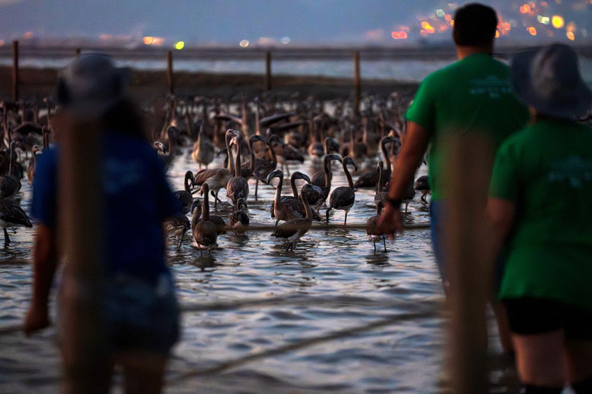 Türkiye'nin en sevimli göçmenleri geri döndü: Renk cümbüşü büyüledi - Resim: 3