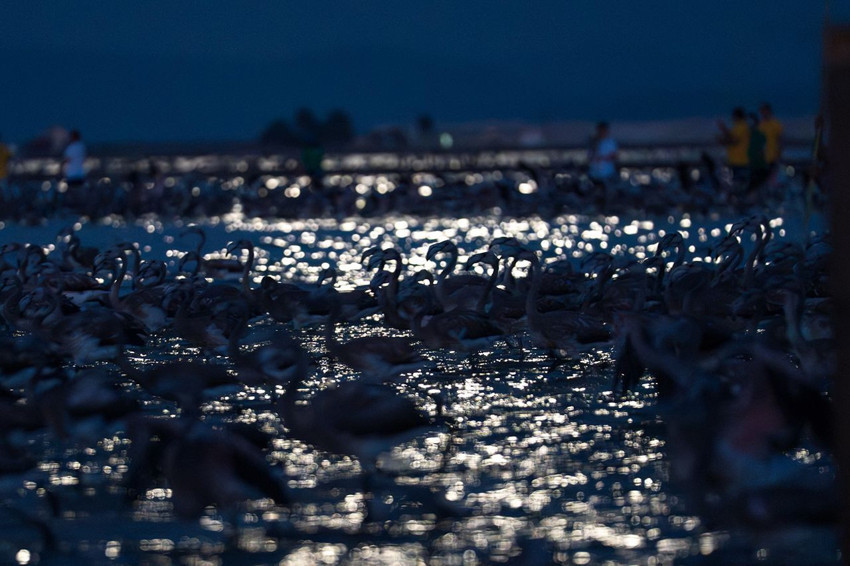 Türkiye'nin en sevimli göçmenleri geri döndü: Renk cümbüşü büyüledi - Resim: 4