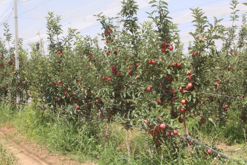 Don vurmuştu, hasat başladı ama ilk ürünler Dubai ve Libya'ya gitti - Resim: 2