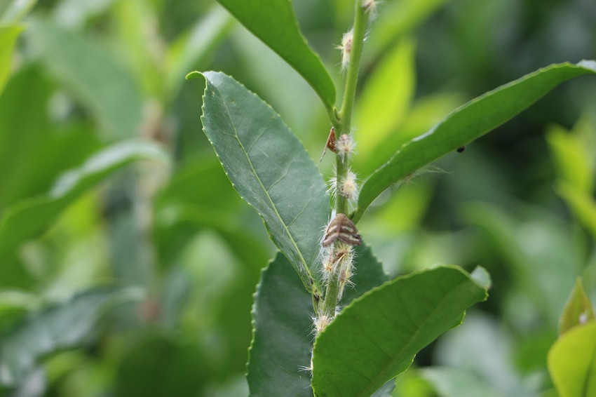 Bahçelerden sonra evlerde de vampir kelebek istilası başladı - Resim: 1