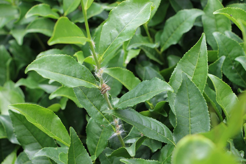 Bahçelerden sonra evlerde de vampir kelebek istilası başladı - Resim: 2