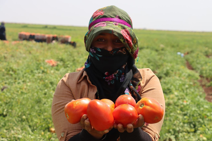 Türkiye'nin kırmızı altını ortaya çıktı; dünyanın dört bir yanına ihraç edilecekler - Resim: 1