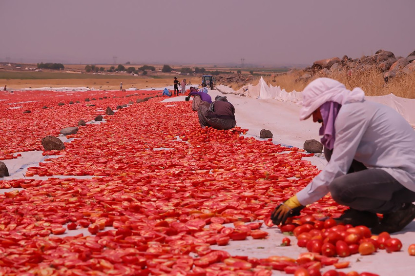 Türkiye'nin kırmızı altını ortaya çıktı; dünyanın dört bir yanına ihraç edilecekler - Resim: 3