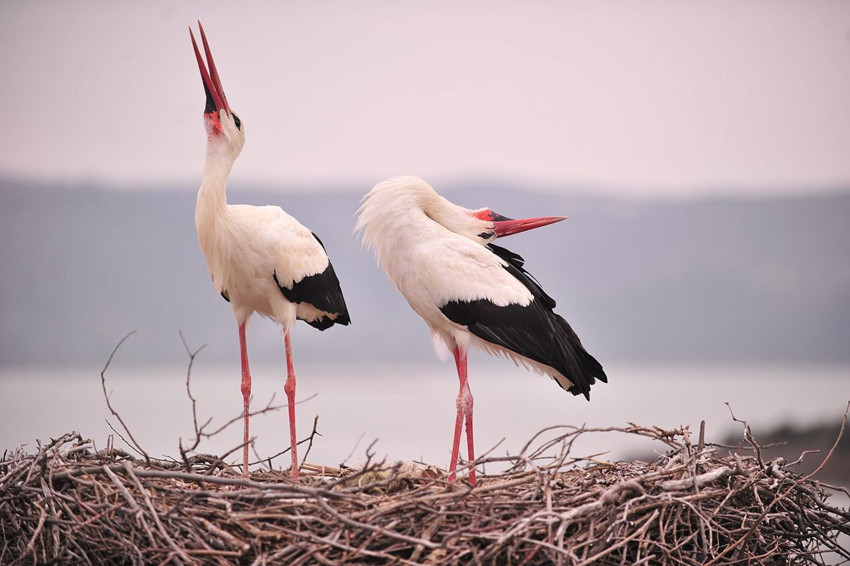 Yaren leylek bu yıl erken göçtü, Adem amca gözyaşları içinde veda etti... - Resim: 4